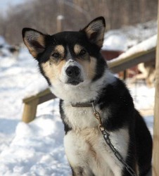 hund4.jpg